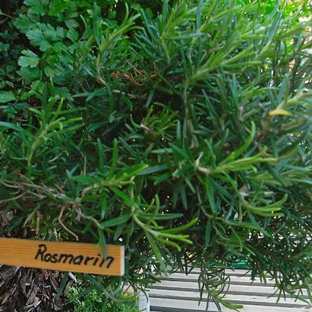 Appartamento With Terrace In A *