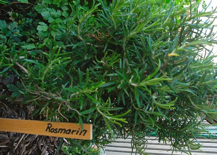 With Terrace In A Apartment